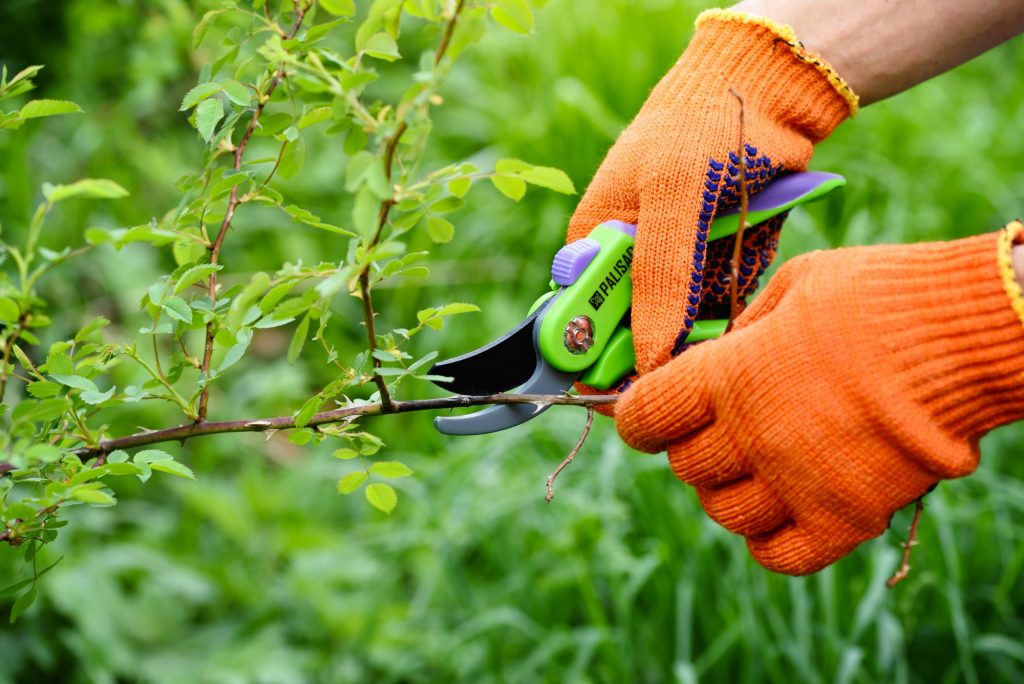 Spring pruning roses in the garden, gardener's hands with secate